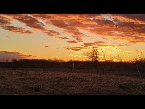 Mulcs készítés - szalma takarás