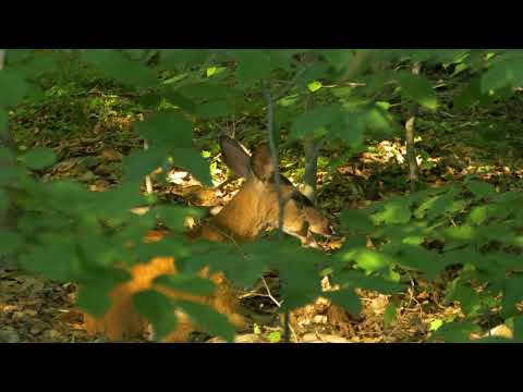 Speranța ambiental 8 - Dincolo de cer,   instrumental music