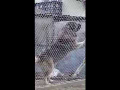 Xsandokan de Marcus - ciobanesc caucazian