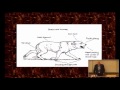 Stanley Coren Animal Communication How To Speak Dog