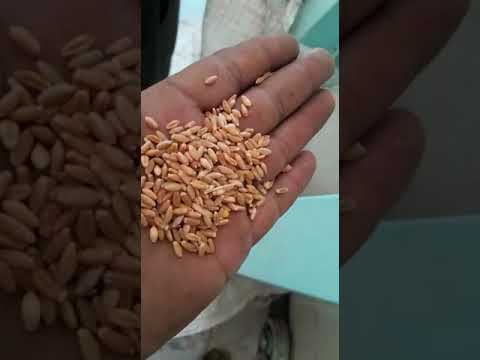 Ms automatic vacuum type destoner, three phase, capacity: 1....