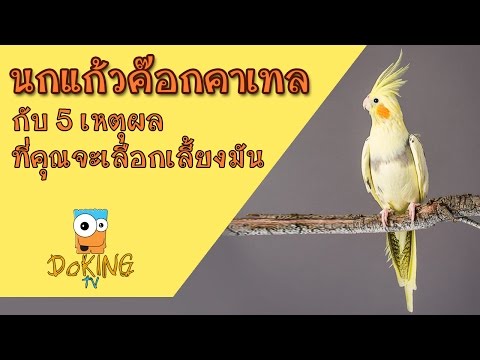 วางสังกะสีจากกลากแห้ง รักษาผิวหนังกลาก seborrheic