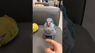 Download lagu shoot my pets. piu👆👆🐦‍⬛ #pets #papaanewton #danceperformance #funny mp3
