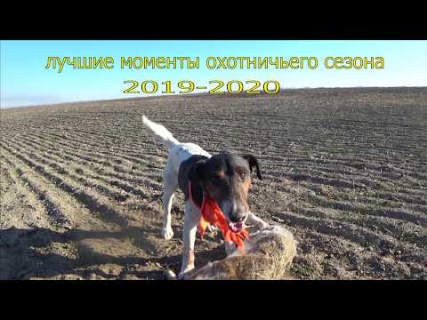 лучшие моменты охотничьего сезона 2019 2020 часть первая, заяц (бакс продакшн и гоп компания)