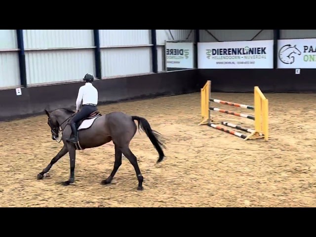 Ridden movie Jumping Daisy (Diarado x Lord Z), green horse but easy to ride.