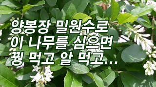 양봉장 밀원수로 이 나무를 심으면 꿩 먹고 알 먹고...