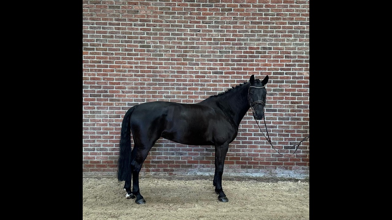 Odesta Zen Senti (FALAISE DE MUZE x NUMERO UNO) video 3