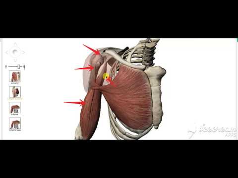 Arm muscles action 1