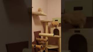 Lena's kittens