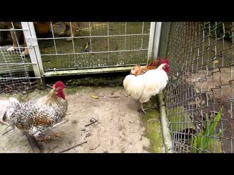 Frias polvo de gallo