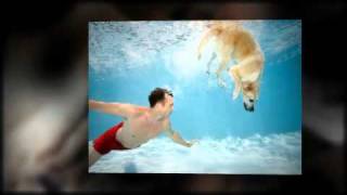 Purple Poodle Pet Center