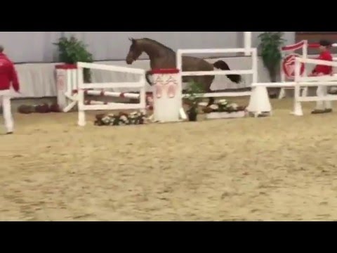 NUMERA, *2012, Numero Uno x Castillo x Quinar x Acord ll x Campione