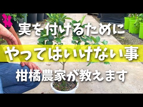 果物の種からキンカンを育てる方法は?  庭園