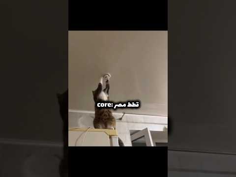 حيوانات مصر Core 3 😂: (ايه يا صاوي)(قطط مصر)(فادي عضلات)(أم جاسر)#shortvideo #ضحك #foryou #funny