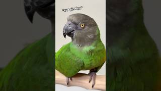 What Eye Pinning in Parrots Means