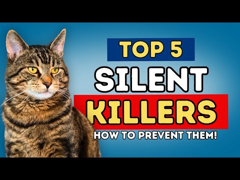 Top 5 Silent Cat Killers in 2025 – (And How to Prevent Them!)