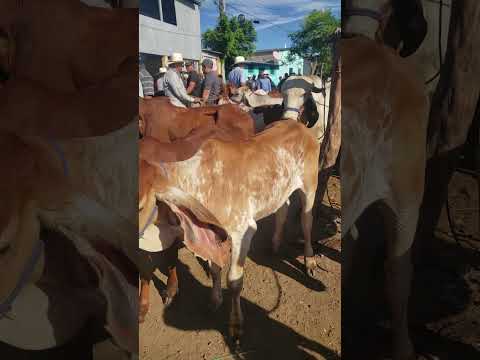 sábado 15 de noviembre 2025, ambiente en el tiangue de San Rafael Cedros, Cuscatlán