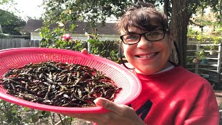 HARVESTING & PROCESSING CAYENNE PEPPERS!