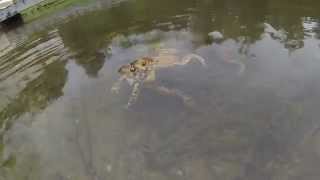 preview picture of video 'Toad Orgy In My Pond - Breeding Season in Vermont at Bomber's House'