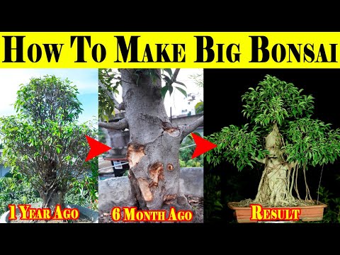 , title : 'How To Make Big Bonsai | কিভাবে বড় বনসাই তৈরি করবেন | Ficus Benjamina Nuda | Bonsai Artisan | AQIB'