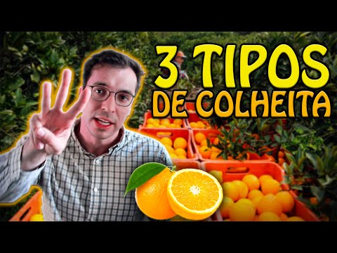 3 TIPOS DE COLHEITA DE LARANJA! - React.