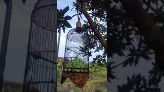 Download lagu sogon gacor full isian prenjak betina ngetir materi mp3