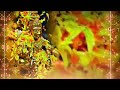 Iyappan Sami Songs Whatsapp Status Iyappan Song Tamil Whatsapp Status Video Samy Songs