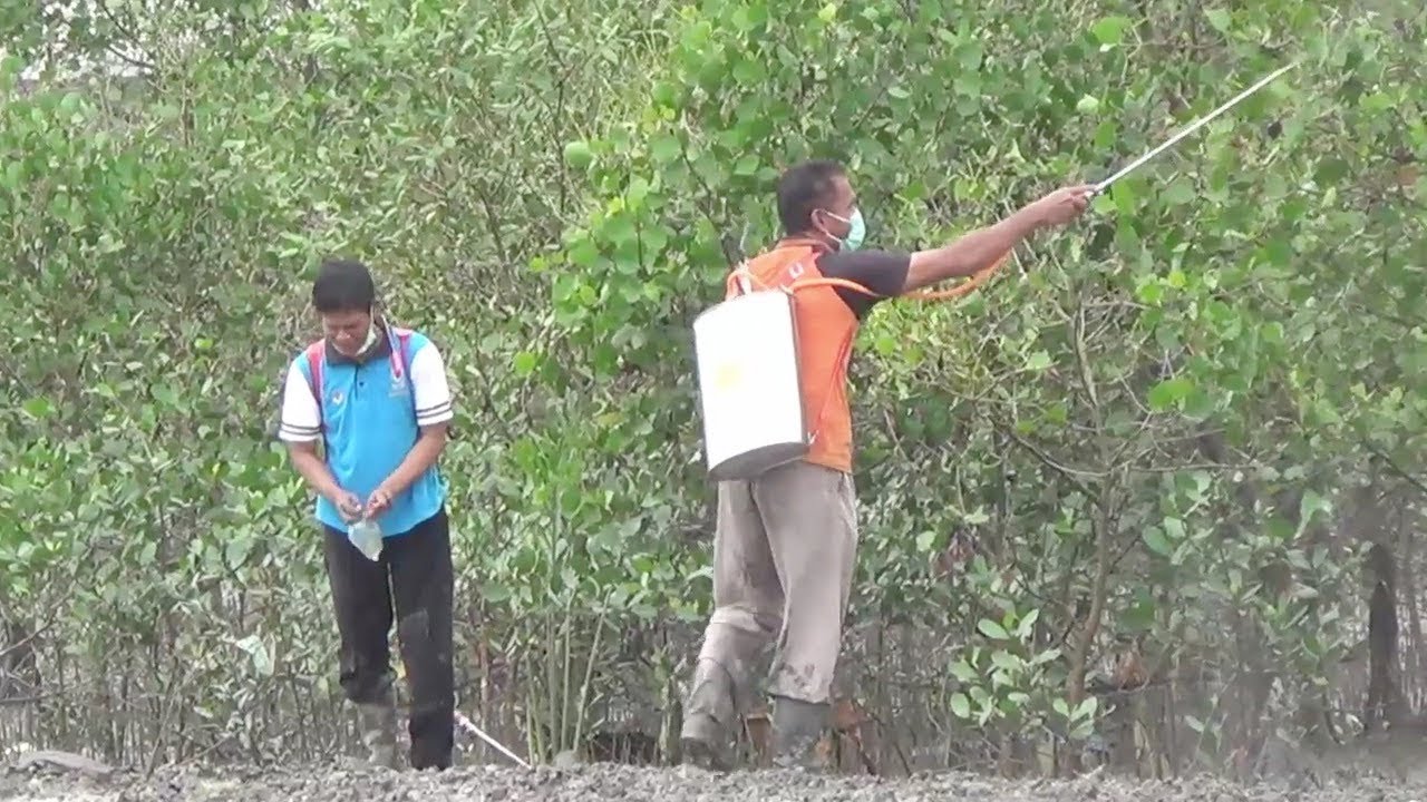 Dinas Pertanian Babel lakukan penyemprotan