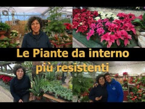 , title : 'Le piante da interno più resistenti'