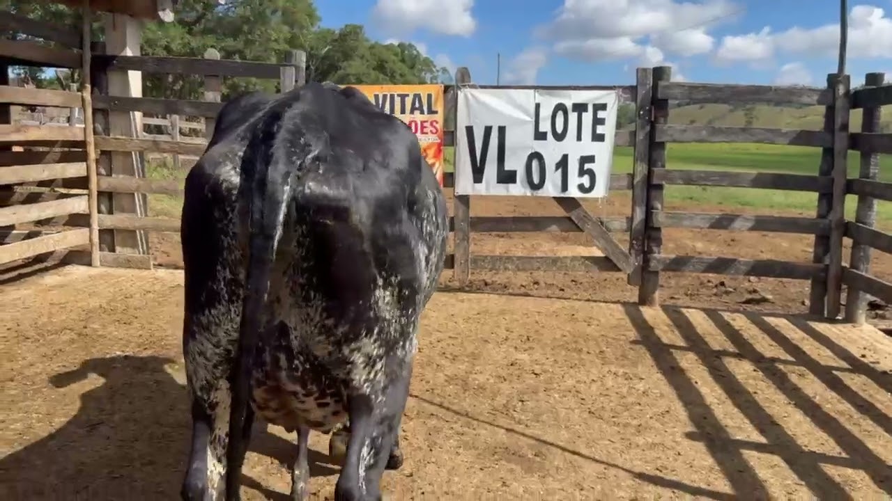 LOTE 15