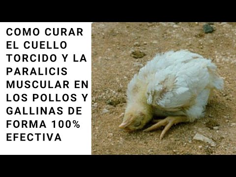 , title : 'Como curar el cuello torcido en pollitos y gallinas'