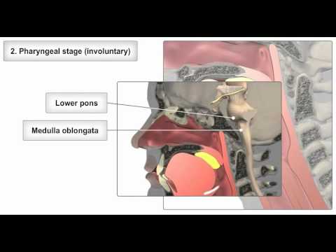 Swallowing (deglutition) from Anatomy & Physiology Online