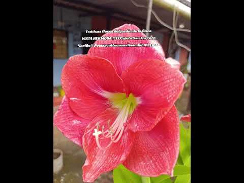 Poesíaculturamedioambienteymas # Exóticas flores de Jardines de San Lorenzo Nariño Colombia.