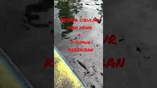 Download lagu WISATA 7 sumur keazaiban cibulan bersama ikan DEWA , kota KUNINGAN JABAR mp3