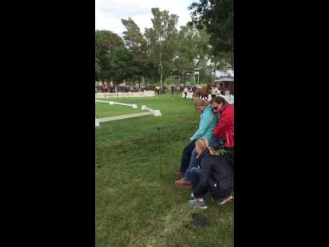 Hengstfohlen Quantensprung x Fürst Nyphmenburg x Matcho AA