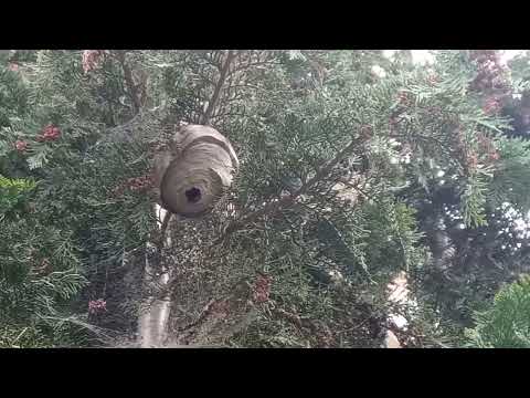 Gniazdo os na drzewie i trzmieli na ziemi/Wasp & bumblebee nest