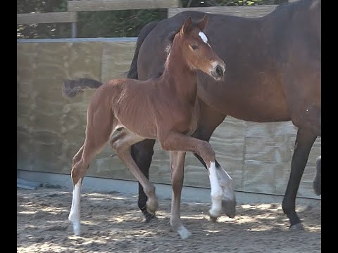 *2020 Hengst von Glock's Taminiau SOLD!!!