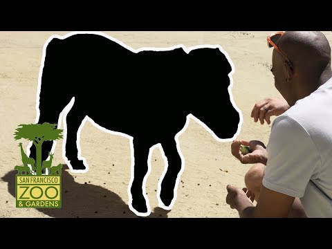 Close Encounter With The Most Dangerous Animal In The Petting Zoo