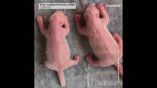Giant panda Qin Qin gives birth to twin cubs in China