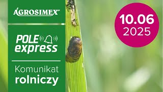 Szkodniki w zbożach w natarciu – zwalczanie | Komunikat Rolniczy