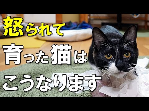 猫の叱り方