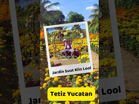 jardin de girasoles y cemoasuchil en Tetiz, Yucatan Jardín Suut Kiin Lool