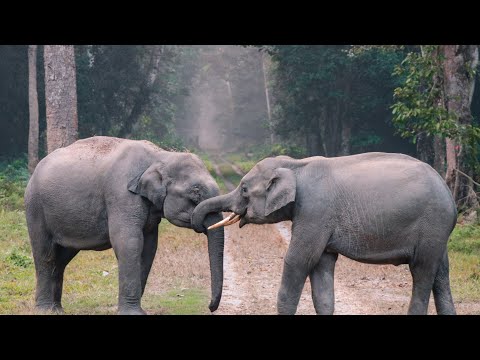 Wonderful Planet Earth: Beautiful Animals & Nature Scenery ~ Calming Music for Relaxation