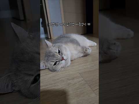 꿀잠자는데 집사놈이 귀가를 했다