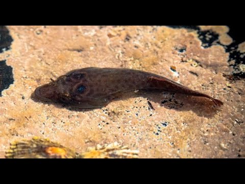 Cornish sucker - Porte-écuelle de Cornouailles (Lepadogaster purpurea)