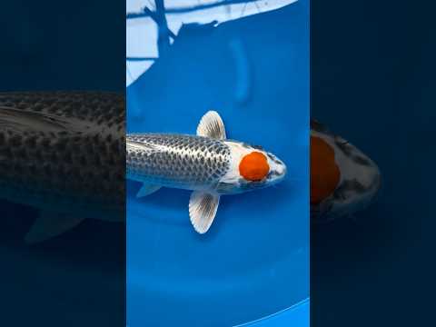 Video Vorschau Tancho Kujaku Selektion Japan