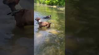 Video preview image #1 Mutt Puppy For Sale in Rockville, MD, USA