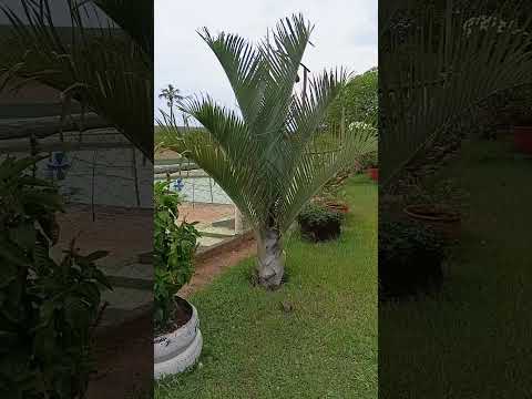 lugar lindo pra fazer casamentos localizados em Miravânia Minas Gerais