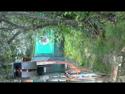 cuccioli BOXER di casa Ristori