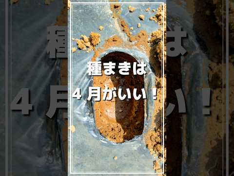 4月に観賞用の庭に何を種まきしますか？家に植えるのに最も美しい花！  庭園